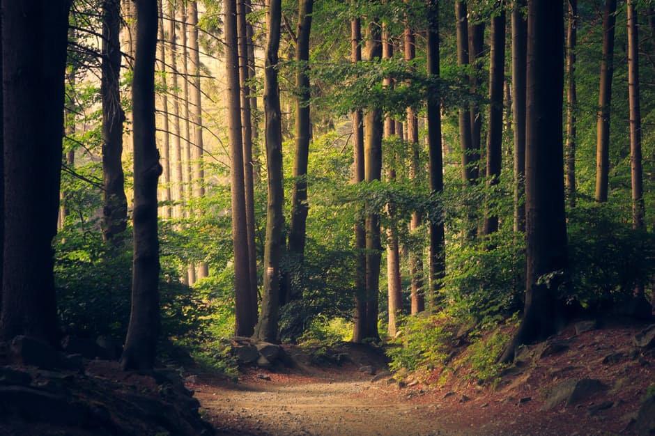 Forest Management