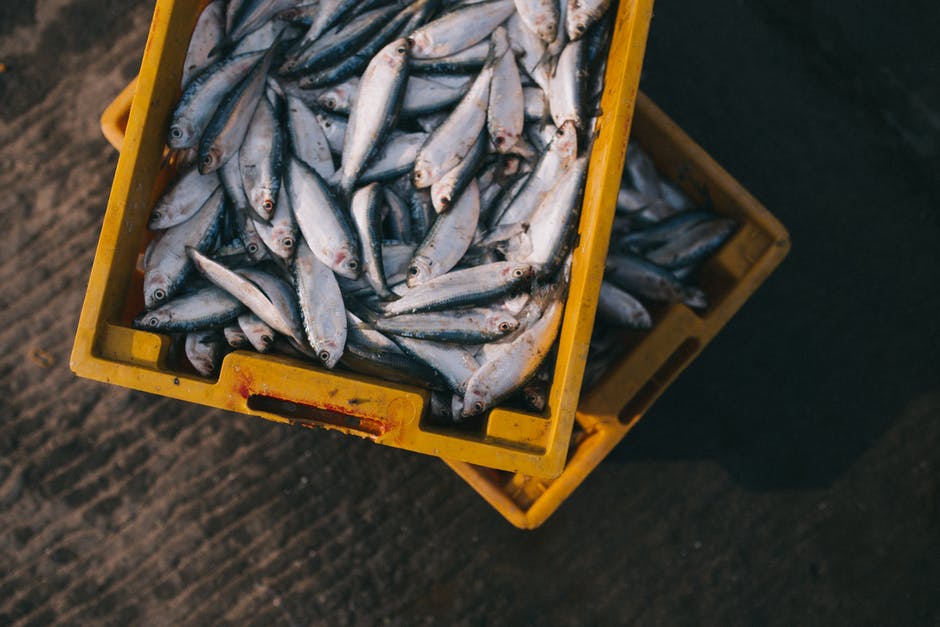 Fish Management & Aquaculture Sciences