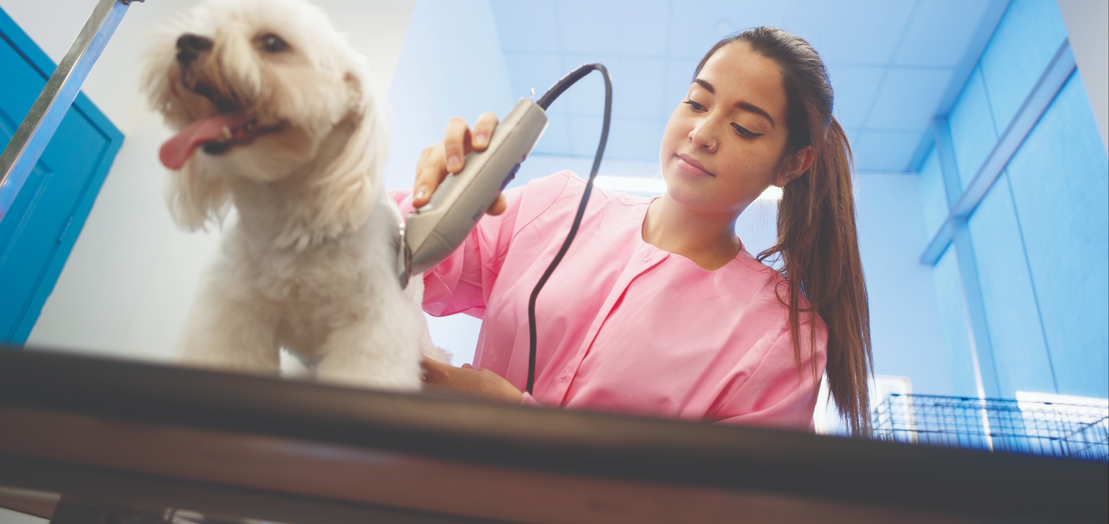 Canine Trainer Certificate