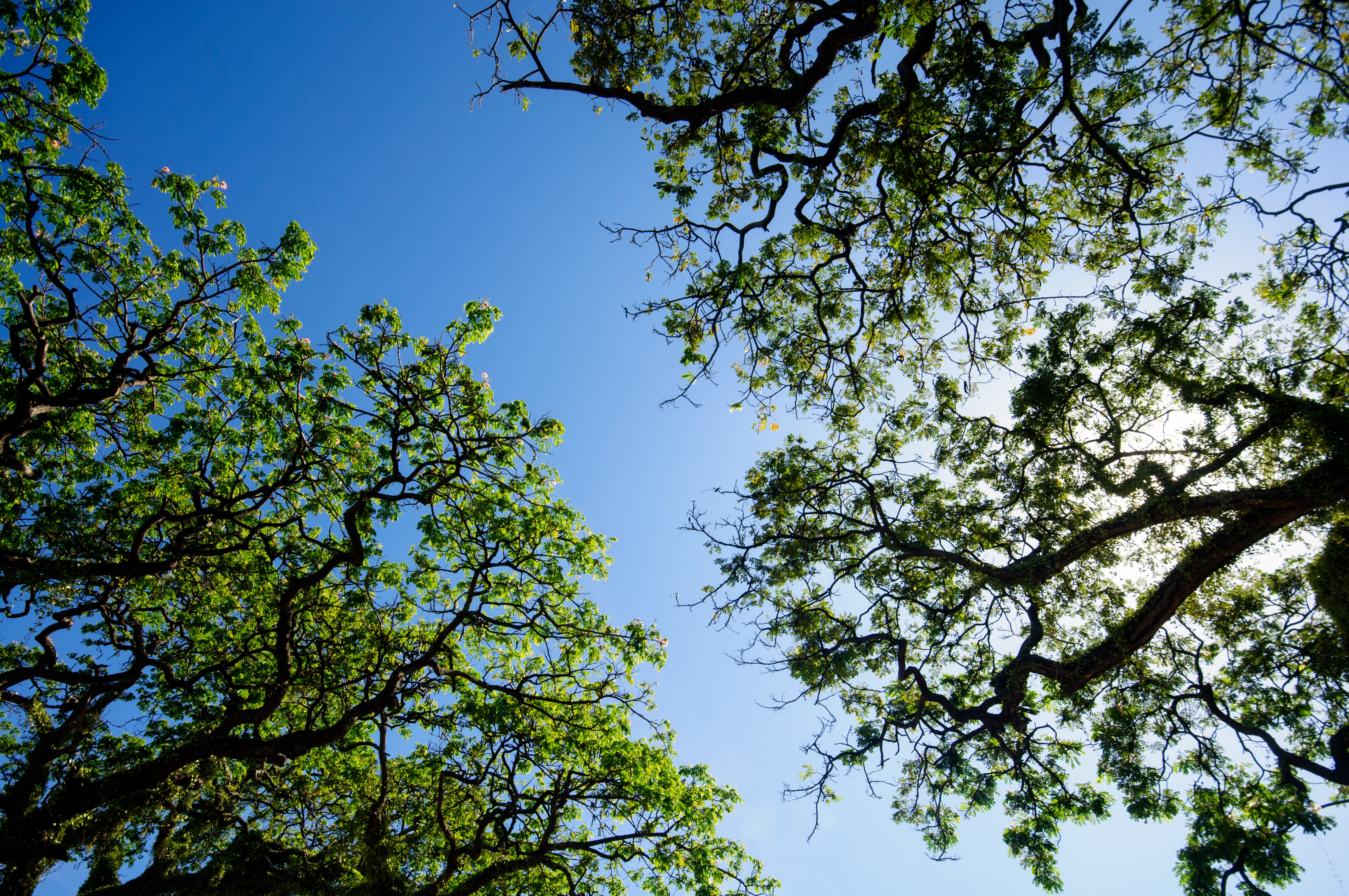 Environmental Science